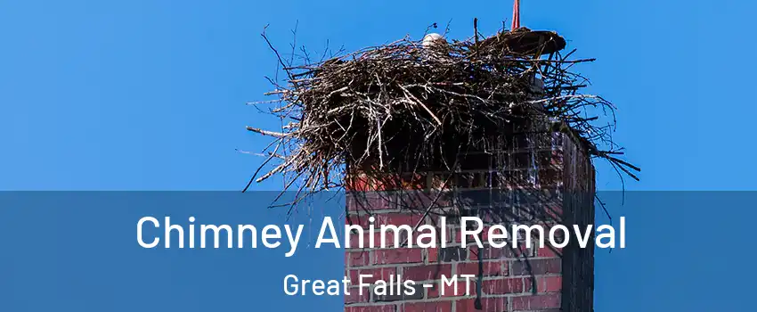 Chimney Animal Removal Great Falls - MT