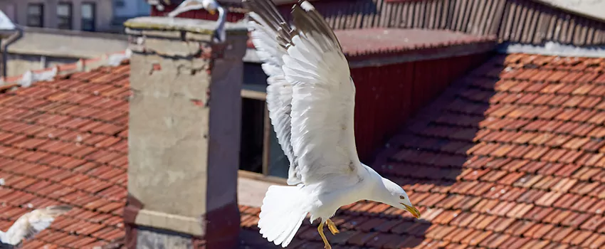 Residential Chimney Animal Removal Solution in Great Falls, MT